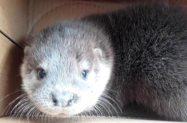Cucciolo di lontra trovato in Calabria, affidato a veterinario Parco Pollino