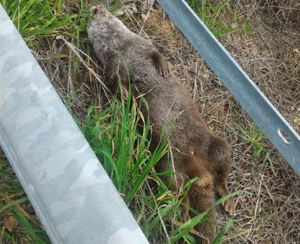 Lontra travolta da auto a San Marco Argentano