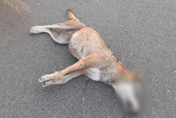 Lupa trovata morta sulla strada a Marcellinara