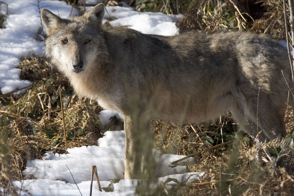 Conservazione del Lupo, l’appello del WWF Catanzaro 