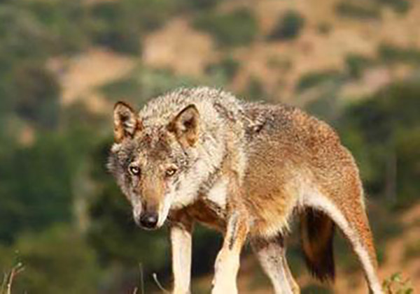 Trovato lupo morto in Calabria, WWF: “Venerdì nero per la natura”
