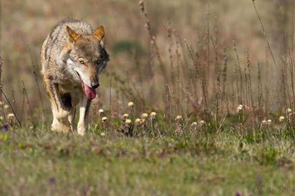 Gruppo Adorno volontari antibracconaggio: "Lupo ucciso a colpi fucile nel Parco nazionale d'Aspromonte"