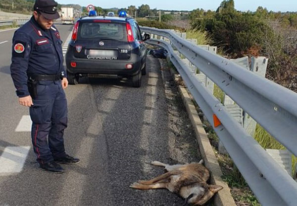 Lupo investito e ucciso lungo la statale 106 ionica nel Cosentino