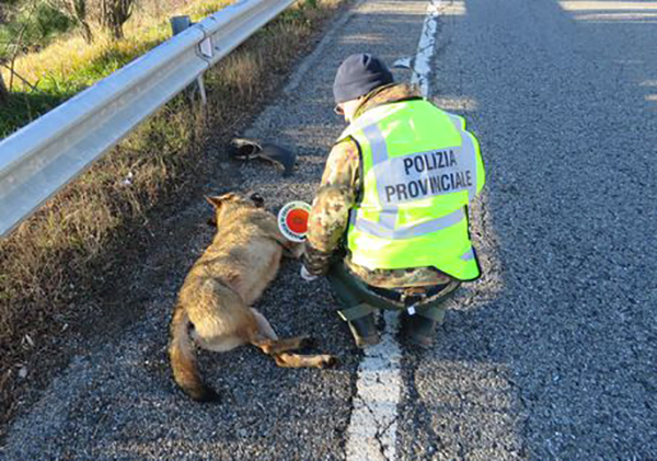 Auto investe lupo in Sila, secondo episodio in un anno