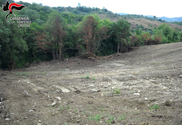 Estirpa macchia mediterranea per area coltivabile, una denuncia nel crotonese