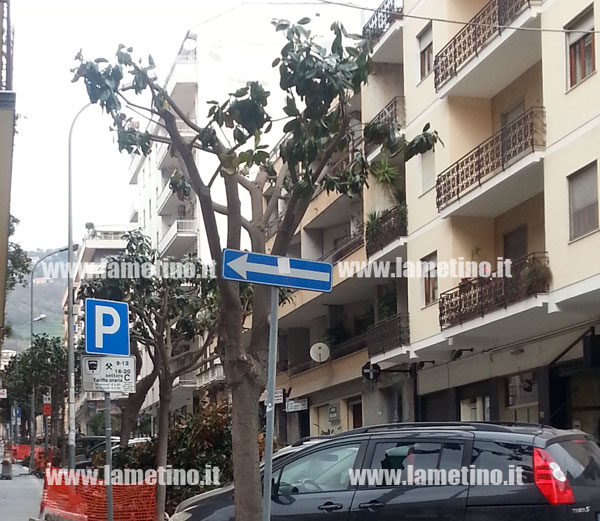 Lamezia: Potatura radicale per le magnolie in via XX Settembre