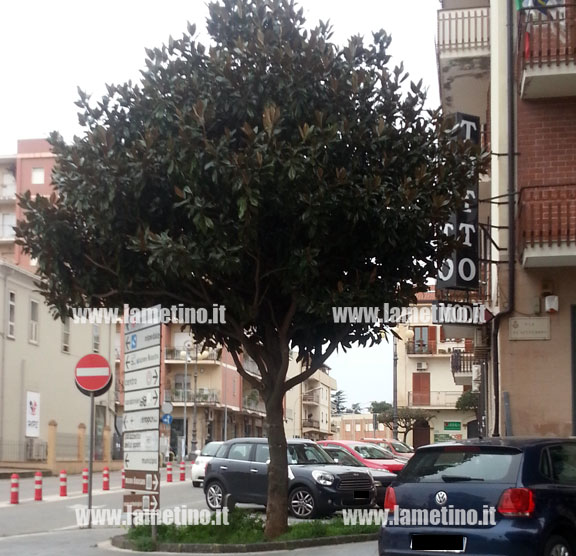 magnolia-via-xx-settembre.jpg