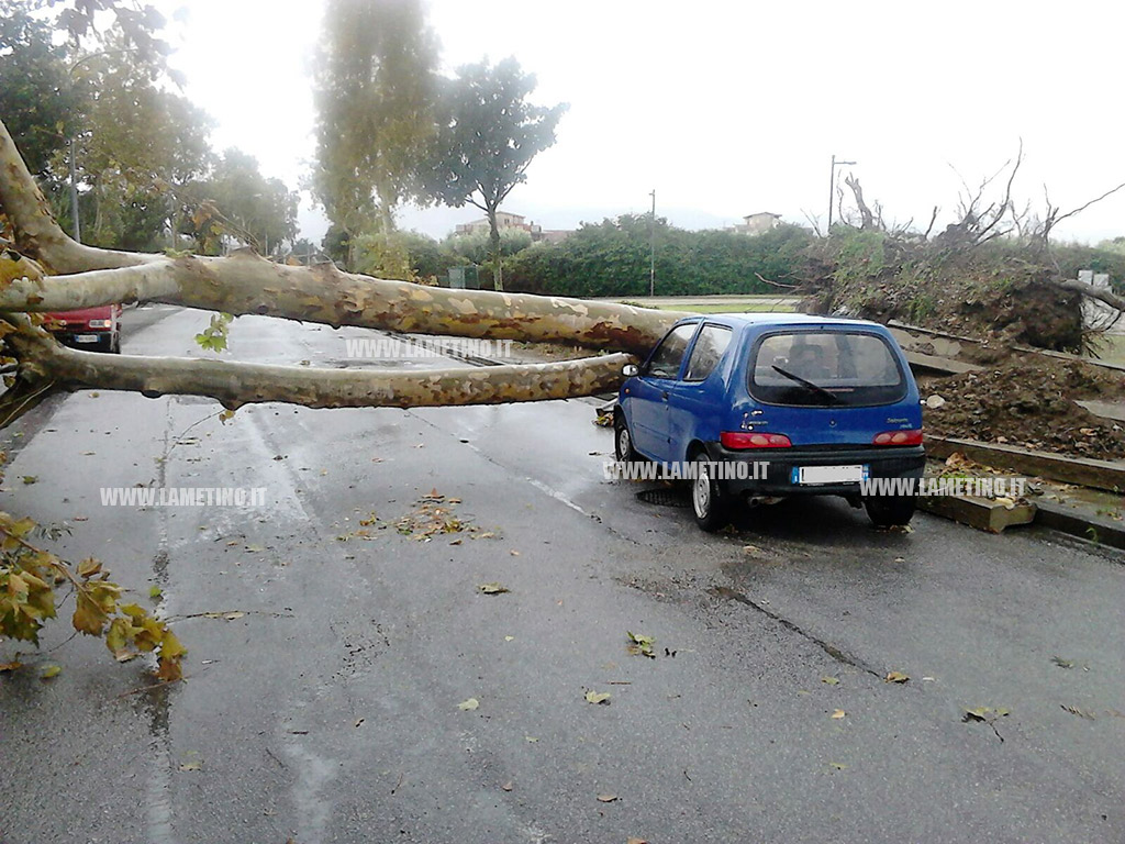 maltempo_auto_albero1.jpg