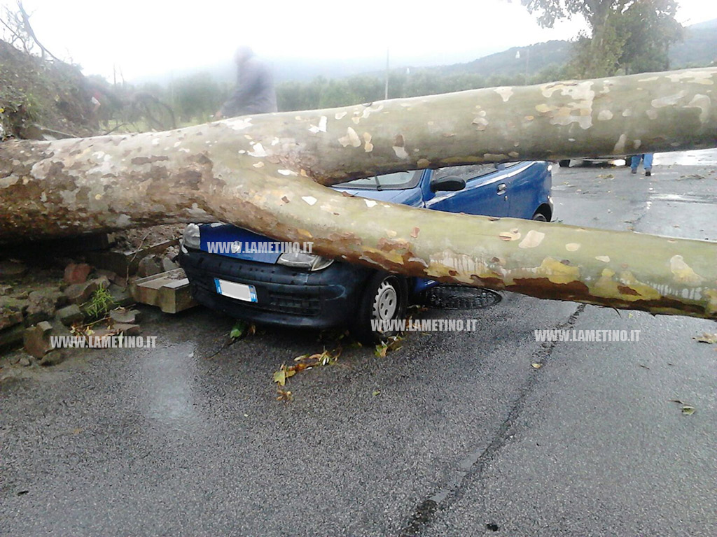 maltempo_auto_albero2.jpg