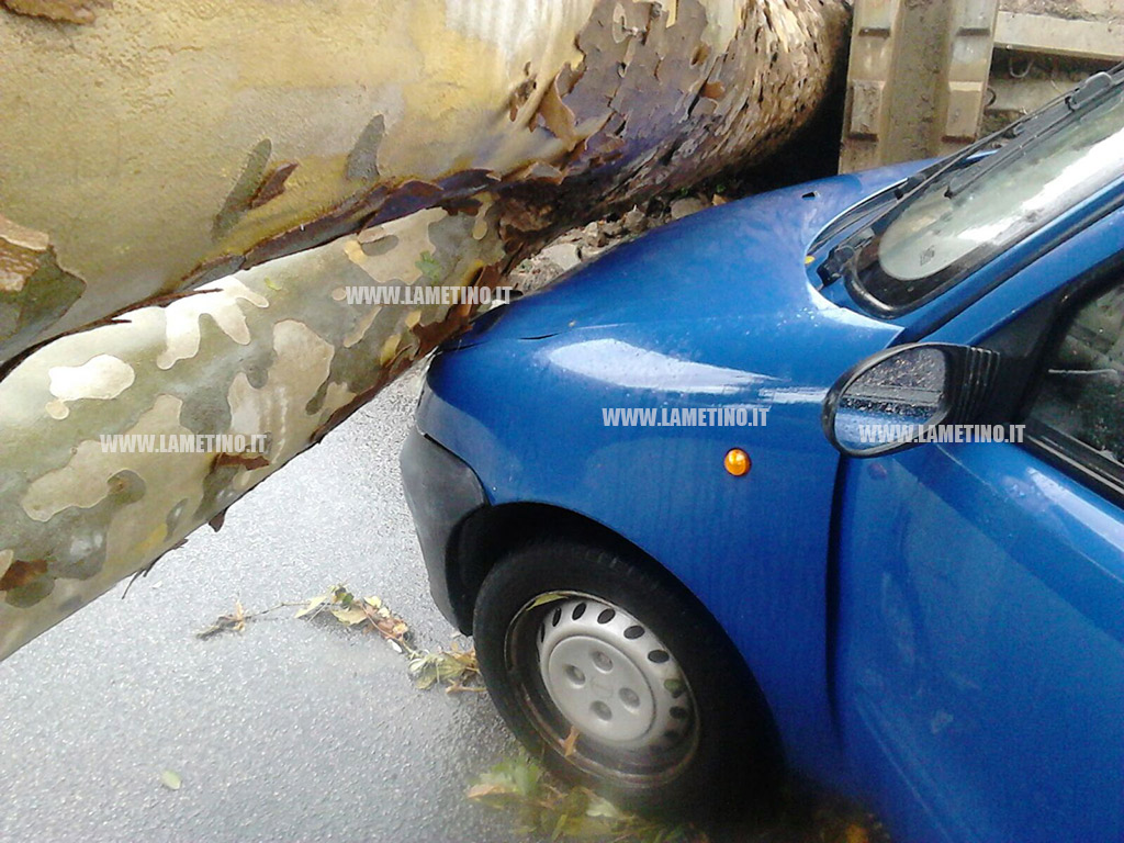 maltempo_auto_albero3.jpg