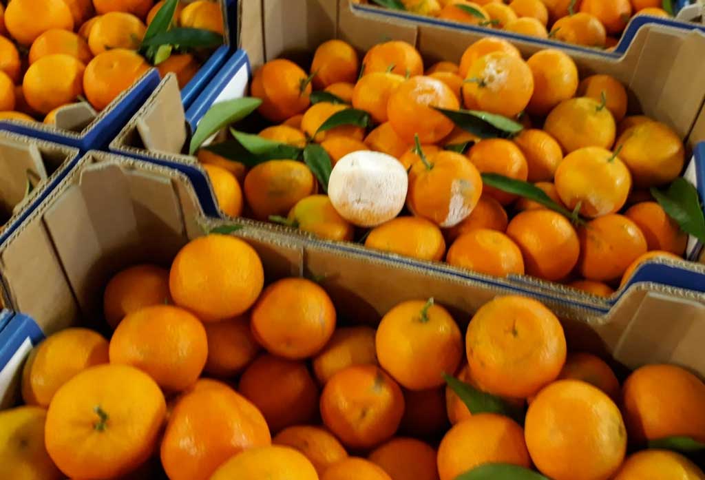 Coldiretti, parte male la campagna clementine IGP Calabria