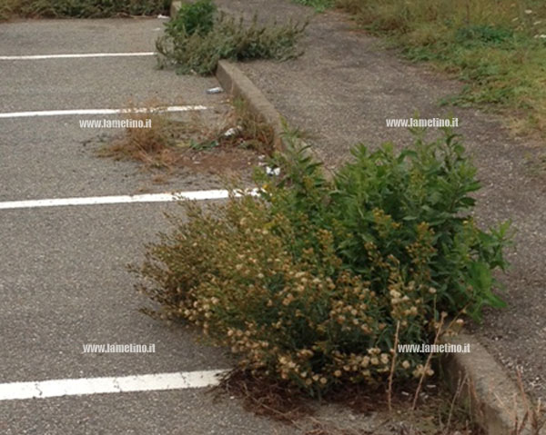 manuntezione-strade-segnalazioni-lamezia-7.jpg