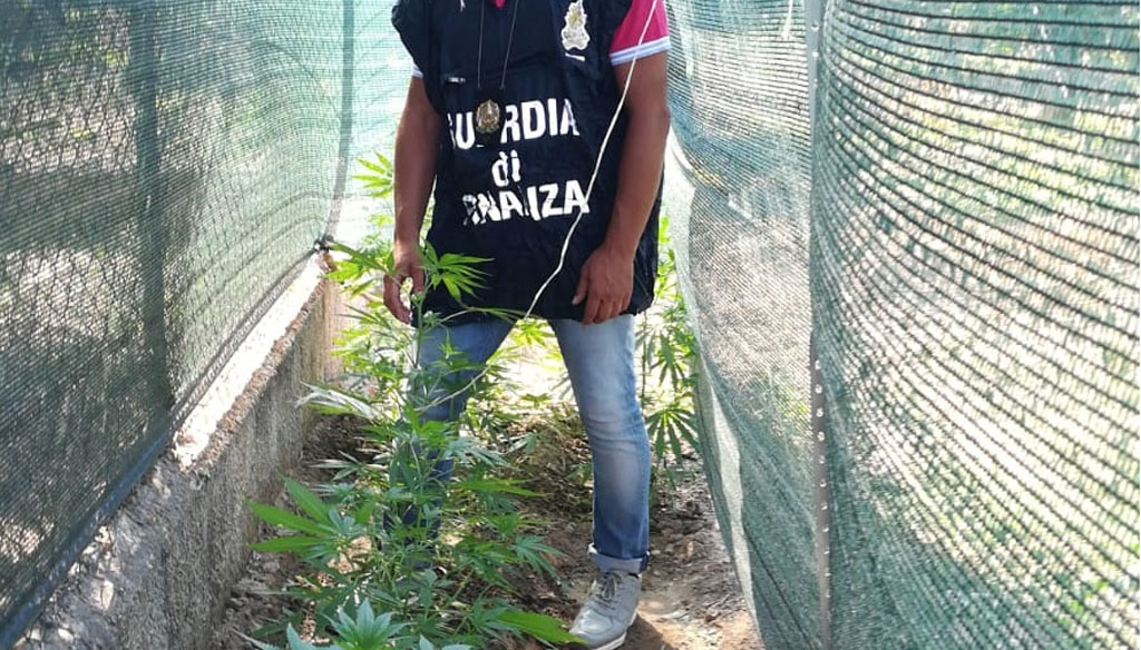Aveva serra marijuana in giardino di casa, arrestato 40enne nel cosentino 