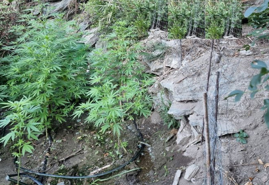 Polizia scopre coltivazione illegale di marijuana a Tiriolo, indagini