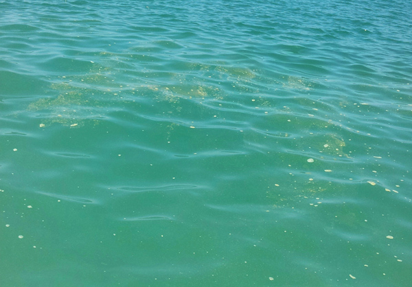 mare-sporco-luglio-2014-3.jpg
