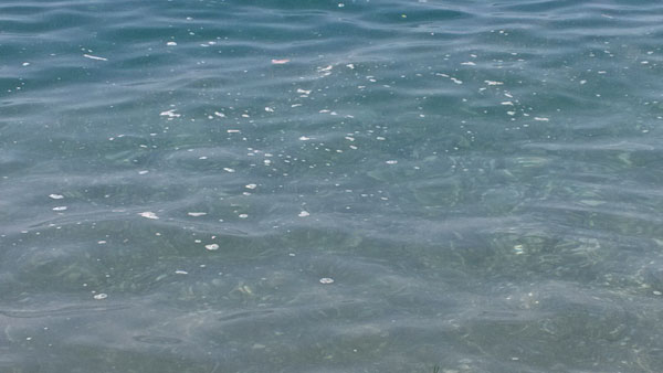Calabria: Mar Tirreno sporco, sempre più numerose le proteste di turisti e villeggianti