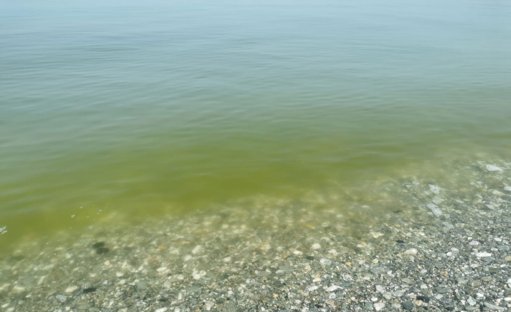 Sindaco Gizzeria su mare verde: “Comune e Arpacal continuano a monitorare situazione”