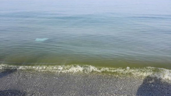 Mare verdastro nel primo weekend di agosto su costa di Lamezia e Gizzeria