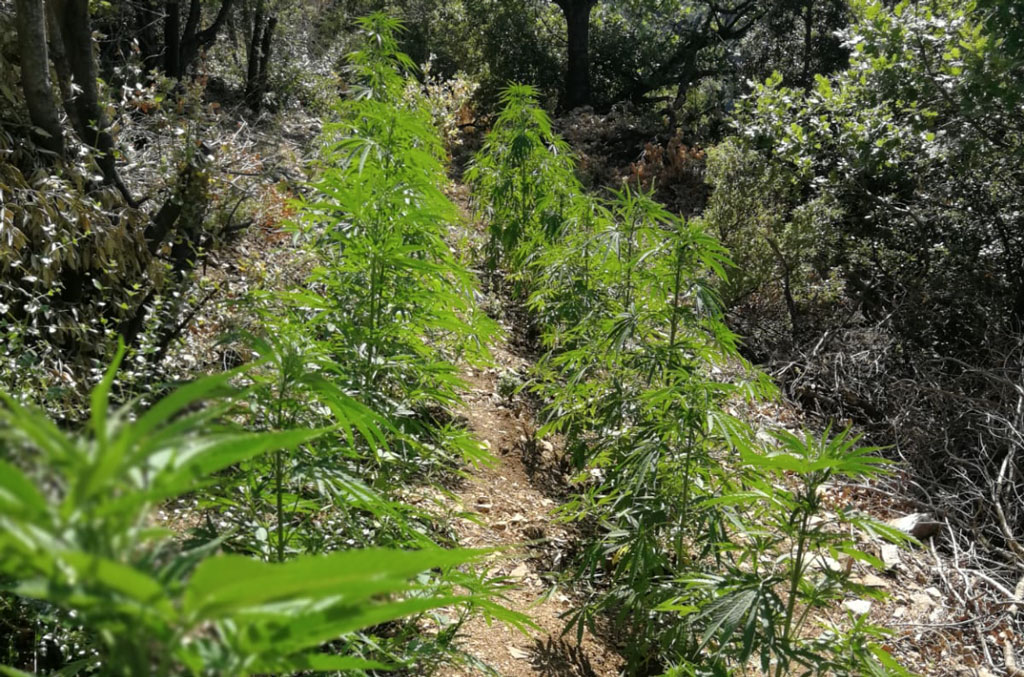 Scoperte tre piantagioni di canapa indiana sull'Aspromonte