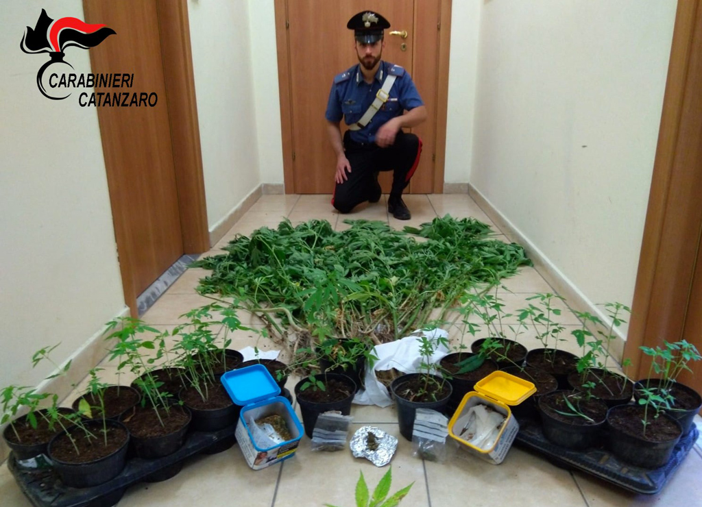 In terreno vicino casa aveva 64 piante di cannabis, un arresto a Vallefiorita