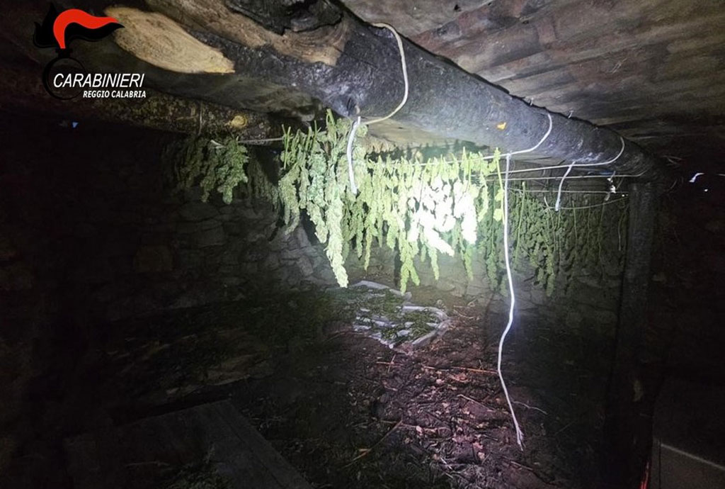 Essiccatoio e piantagione di marijuana in casolare abbandonato a Cardeto, ai domiciliari 24enne