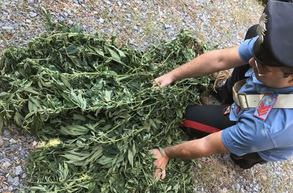 Scoperta piantagione marijuana nel cosentino, 900 piante nascoste in una scarpata
