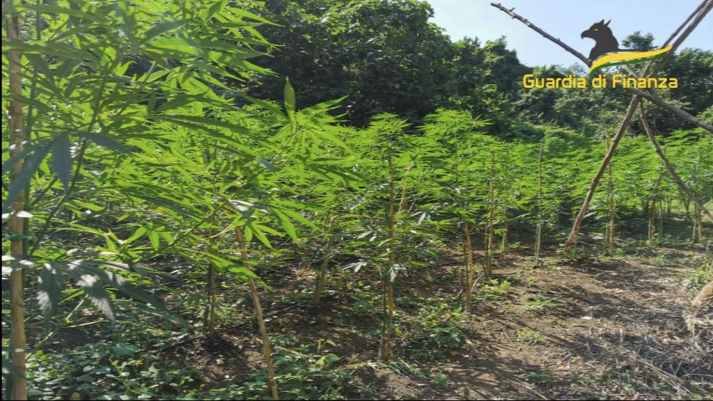 Scoperta piantagione di marijuana a Francica, sequestrata