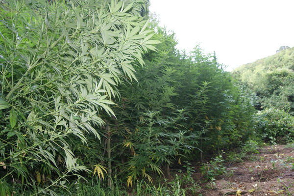 Calabria: Carabinieri scoprono altra piantagione marijuana a Serrastretta 