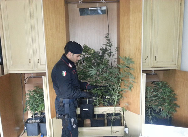 Calabria: Carabinieri scoprono coltivazione marijuana in armadio