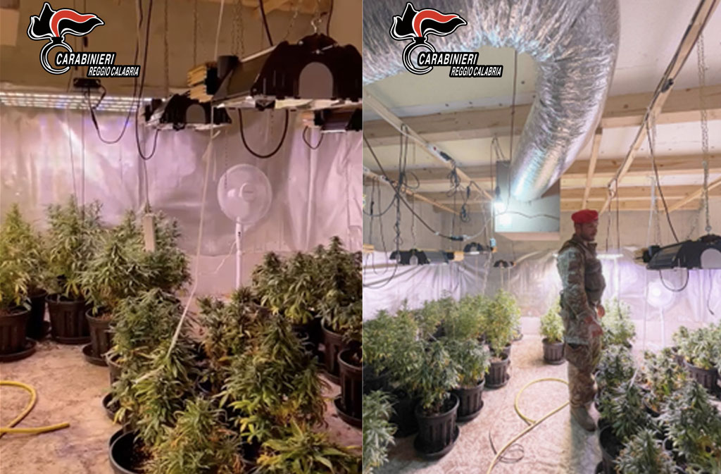 Piante di marijuana e 2 pistole con matricola abrasa in casa, arrestati a Palmi