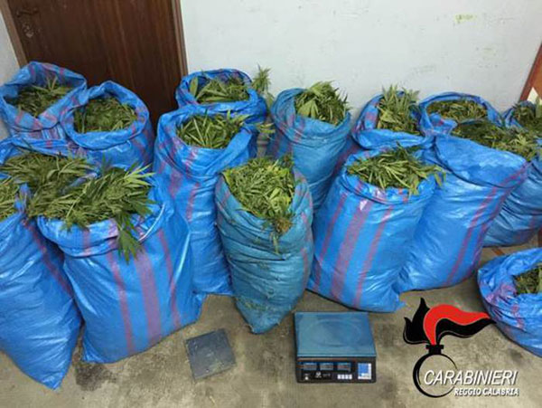 Trovati 161 chili di marijuana, un arresto nel reggino