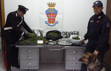 Calabria: Cane fiuta marijuana, arrestati due fratelli 