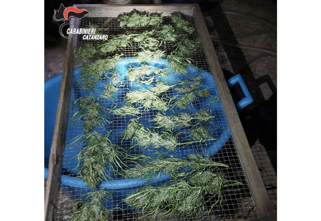 Coltivava marijuana in terreno a Carlopoli, arrestato e denunciata moglie