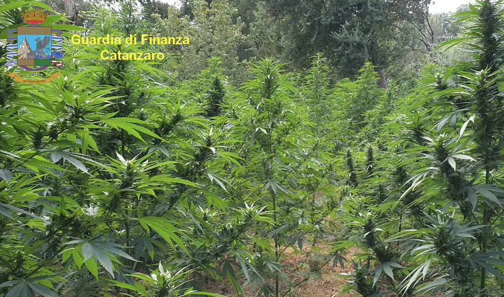 Maxi sequestro di marijuana nel Catanzarese, scoperte oltre 3000 piante: avrebbero fruttato milioni