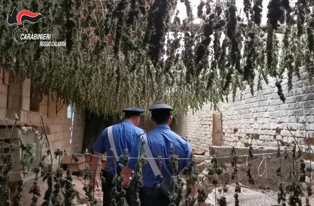 Scoperto essiccatoio con 7mila piante di marijuana a Taurianova, avrebbe fruttato oltre tre milioni di euro - VIDEO