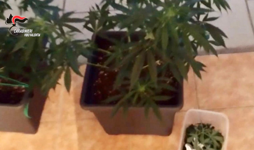 Carabinieri scoprono coltivazione di marijuana in un garage, arrestato giovane a Vibo