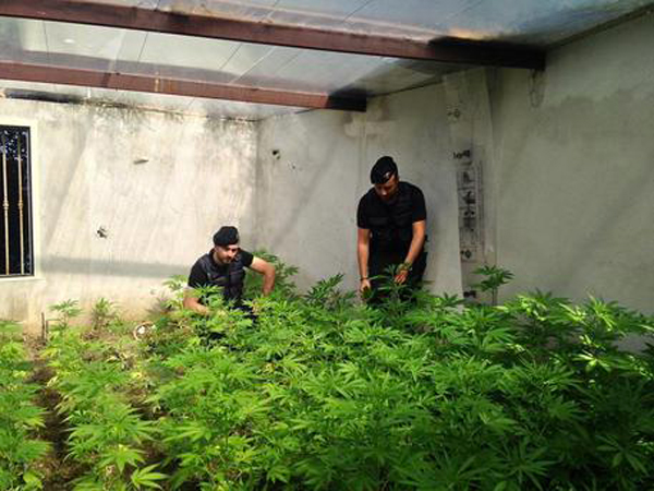 Calabria: usava scuola come serra per coltivare marijuana, arrestato 