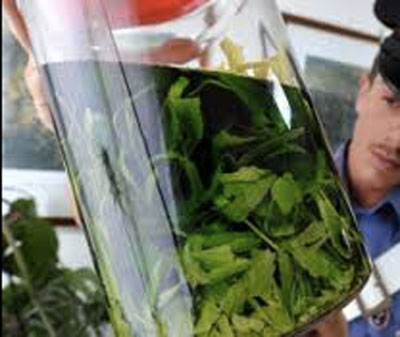 Calabria:Carabinieri scoprono tra i rovi marijuana in barattoli di vetro