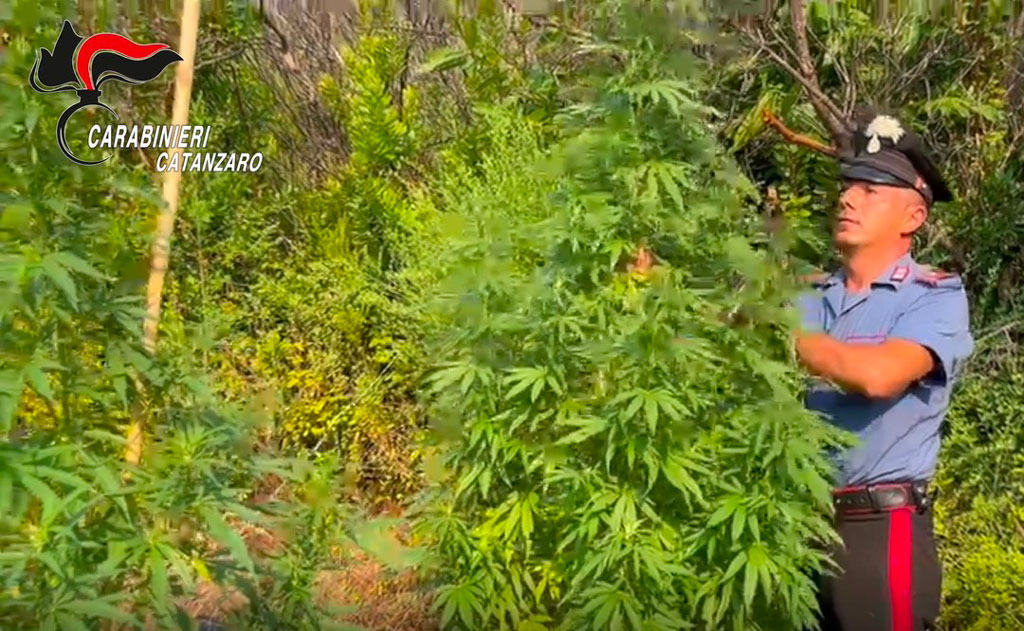 Scoperta piantagione di marijuana a Isca sullo Ionio, ai domiciliari 37enne