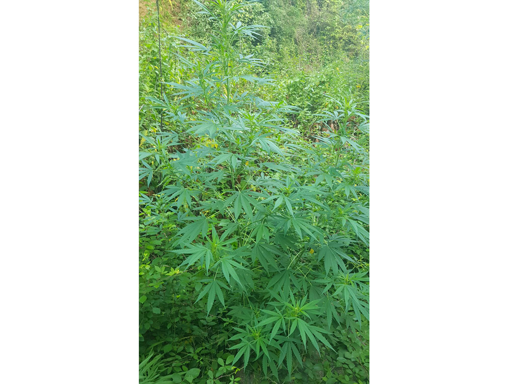 marijuana-lametino-gdf-492019.jpg