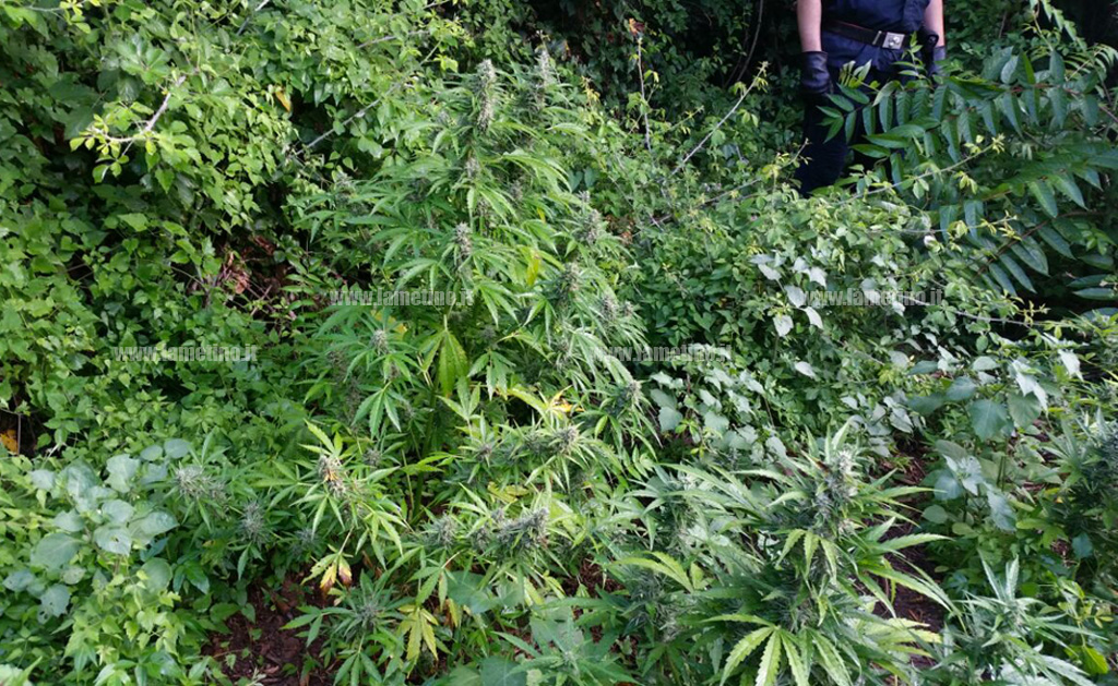 Lamezia: scoperte piantagioni canapa indiana in località Mitoio e Cudi
