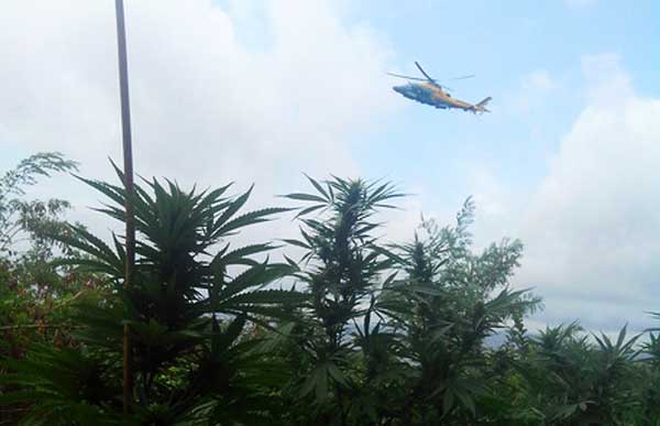 Scoperte da Gdf 4200 piante di cannabis nel reggino 