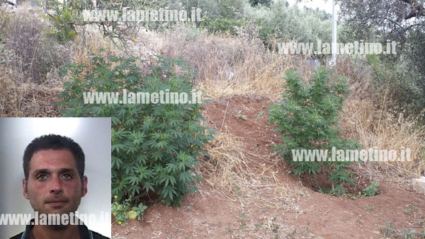 Lamezia: Coltivava canapa, arrestato 35enne