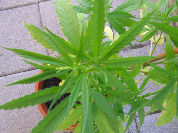Madre e figlio coltivavano marijuana a casa a Cosenza, denunciati