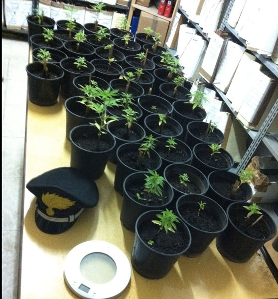marijuana-piantine-in-vaso-carabinr