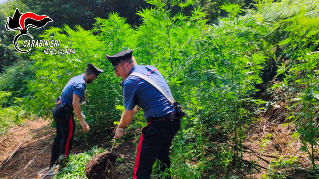 Scoperta piantagione di marijuana nel Reggino, è la quinta in pochi giorni: avrebbe fruttato oltre 600mila euro - Video
