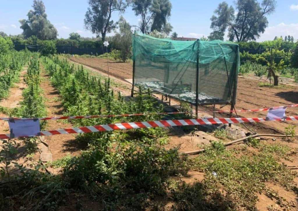 Scoperte 5 piantagioni di marijuana a Rosarno, avrebbe fruttato quasi 550mila euro - VIDEO