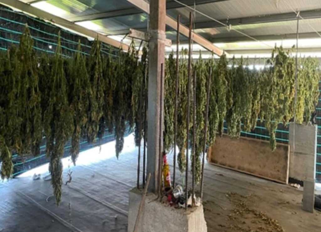 marijuana-rosarno-2-8-22_25089.jpg