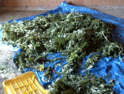 Calabria: Sequestrati 27 kg di marijuana