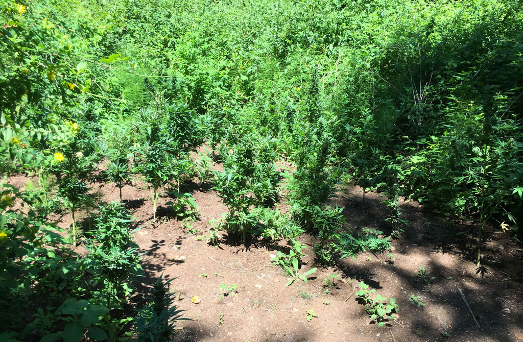 Sequestrate 2 piantagioni di marijuana nel lametino, avrebbero fruttato oltre 100mila euro